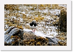 karikukko turnstone  9624 * 1364 x 909 * (999KB)